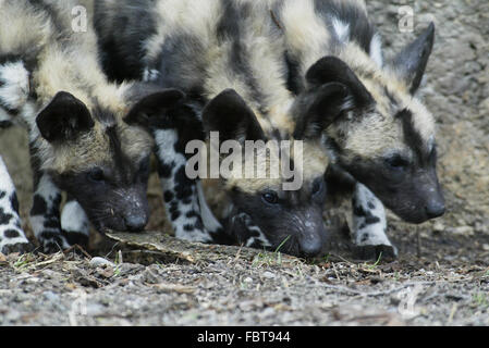 African Wild Dog Foto Stock