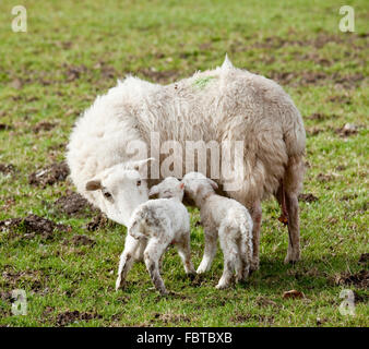 Coppia di nuovi nati gli agnelli con le pecore madre in welsh prato in primavera Foto Stock