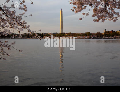 Nel tardo pomeriggio tramonto colpo di Washington Monument riflessa nell'acqua e circondato da fiori Foto Stock