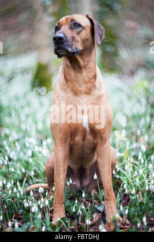 Ridgeback rhodesiano seduti in un snowdrop bosco con swirly bokeh di fondo Foto Stock