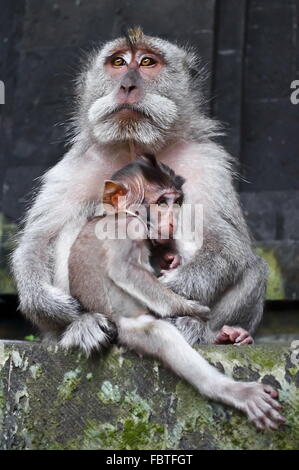 Il boss di macaco con bambino Foto Stock