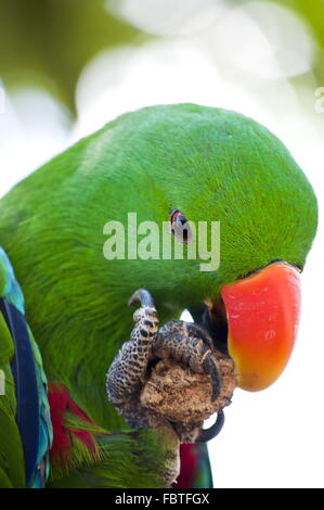 Green macaw close up Foto Stock