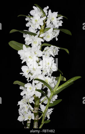 Dendrobium Nobile Bulbe con fiori Foto Stock