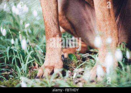 La parte inferiore della seduta cane tra bucaneve in un bosco Foto Stock