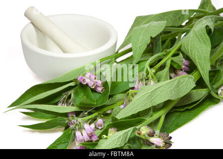 Comfrey con mortaio e pestello Foto Stock