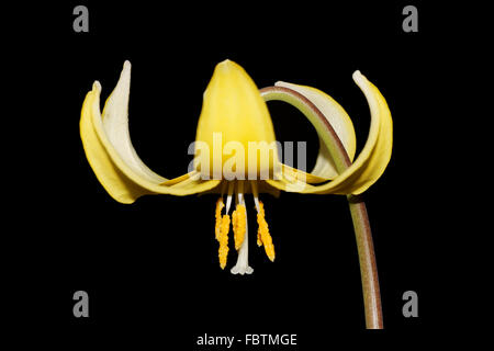 Dente di cane fiore di giglio Foto Stock