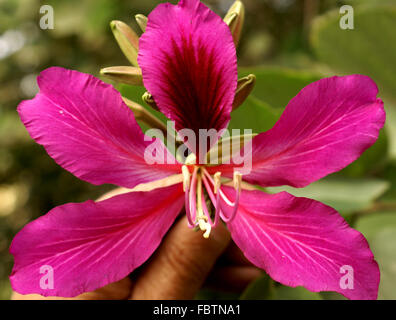 Bauhinia blakeana x, Hong Kong Orchid tree, sterili ibrido con il rosso porpora fragranti orchidea-come i fiori Foto Stock