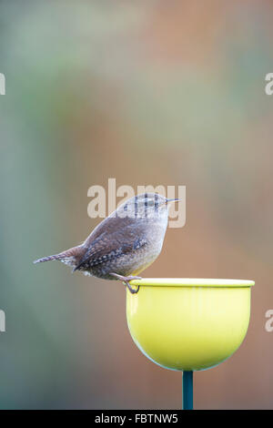 Troglodytes troglodytes. Wren in piedi su un colore tazze bird feeder in un giardino inglese Foto Stock