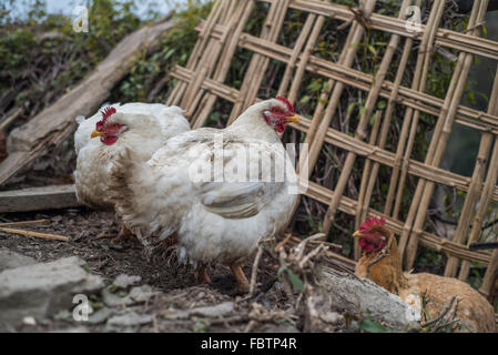 Due bianchi ed una marrone Big fat ben nutriti i polli vivi in molto tranquilla e molto remoto villaggio di Thembang Dzong, INDIA Foto Stock