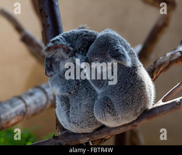 Australian Koala bears cuddling su un ramo con il bambino dietro la madre bear Foto Stock