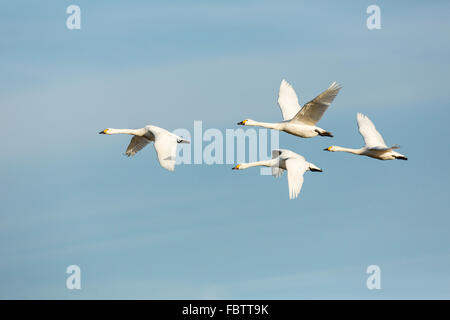 Piccolo gregge di Bewick's Swan Cygnus columbianus battenti contro il cielo blu, Slimbridge, Gloucestershire, febbraio 2013. Foto Stock