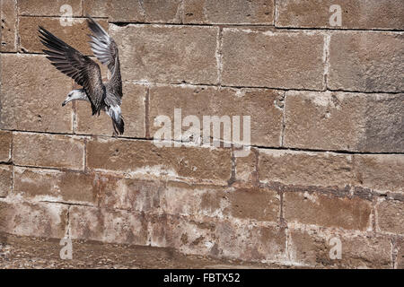 Flying seagull contro il muro di pietra a Essaouira, Marocco. Foto Stock