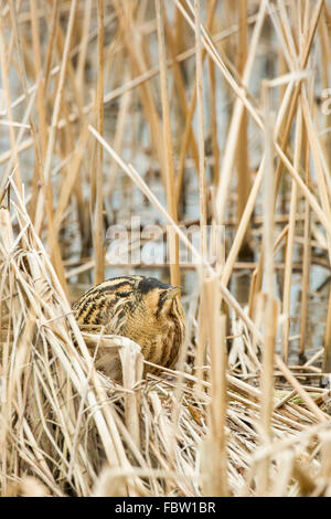 Eurasian tarabuso Botaurus stellaris in piedi tra reedbed, nel Gloucestershire. Foto Stock