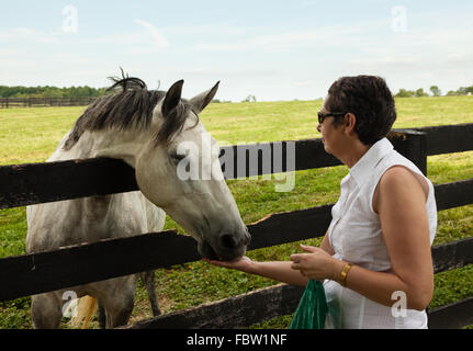 Il vecchio cavallo di castagno in prato rurale essendo alimentato Foto Stock