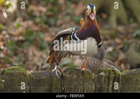 Anatra di mandarino, Aix galericulata Foto Stock