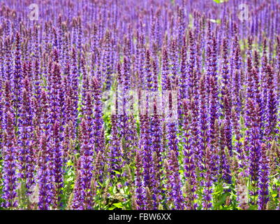 Campo di lavanda Foto Stock