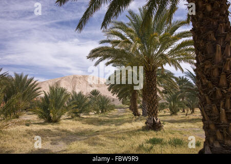 Data Desert Palm Oasis Foto Stock