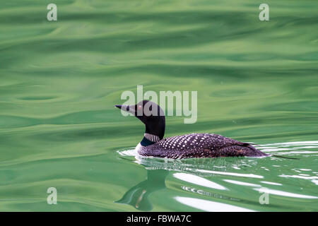 Loon comune (Gavia immer) nuoto in ingresso del cavaliere, British Columbia, Canada Foto Stock