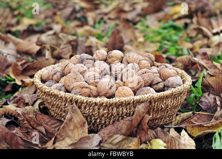 Le noci raccolte in un cestello Foto Stock