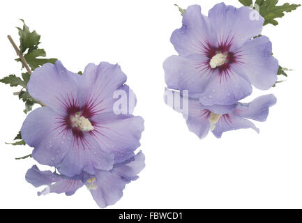 Due fiori di ibisco sul bianco. Foto Stock