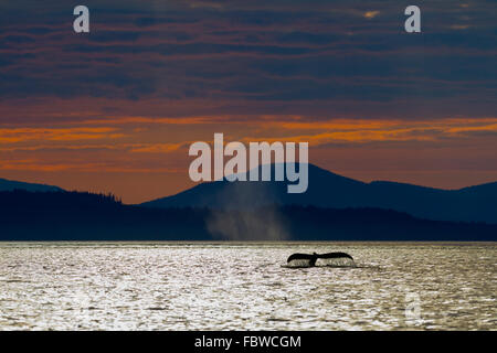 Humpback Whale (Megaptera novaeangliae) mostra la sua fluke durante il tramonto di fronte all isola di Vancouver montagne, British Columbia, Foto Stock