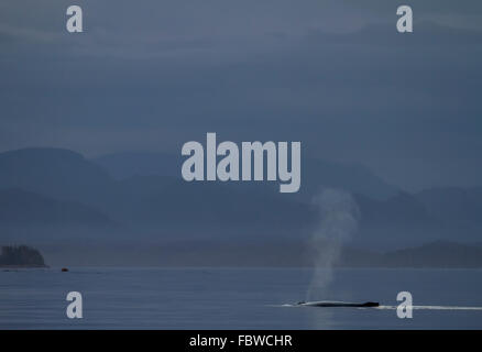 Humpback Whale (Megaptera novaeangliae) schizzando pacificamente dopo il tramonto davanti al British Columbia Montagne Costiere, Br Foto Stock