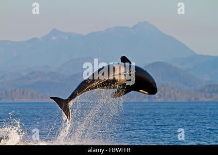 Transitori balene killer (orca, Orcinus orca, T30's & T137's) dopo l uccisione di un leone di mare off Malcolm isola vicino a testa di Donegal Foto Stock