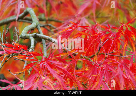 Acer palmatum 04 Foto Stock