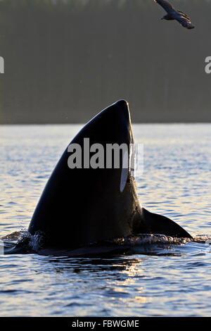 Transitori balene killer (orca, Orcinus orca, T30's & T137's) dopo l uccisione di un leone di mare off Malcolm isola vicino a Donegal Testa, BC Foto Stock