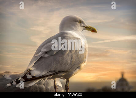 Seagull ammirando il tramonto a Broadstairs Kent (UK) Foto Stock