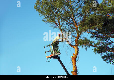 Troncarami albero Foto Stock