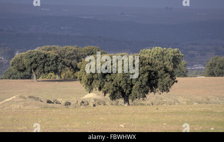 Dehesa paesaggio in Extremadura Foto Stock