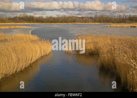 Ruegen in inverno - nel lago di Spycker Foto Stock