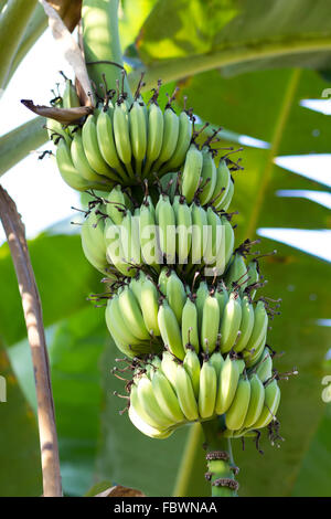 Albero di banana con un mucchio di banane Foto Stock