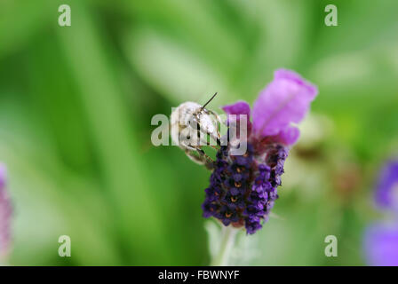 Primo piano di un ape su un fiore Foto Stock