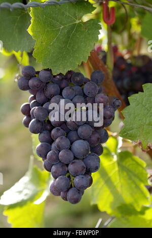 Grappoli di uva Foto Stock