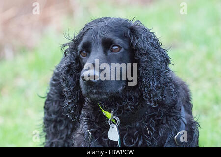 Un ritratto di un nero cocker spaniel Foto Stock