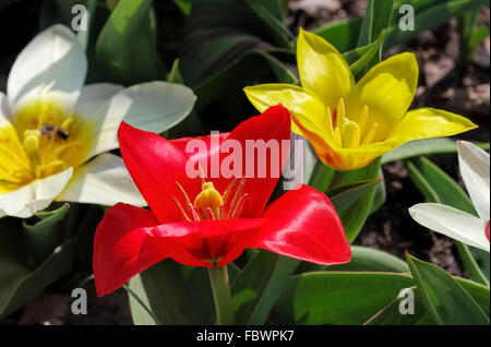 Wildtulpe Tulipa kaufmanniana - Tulipano selvatico Tulipa kaufmanniana 03 Foto Stock