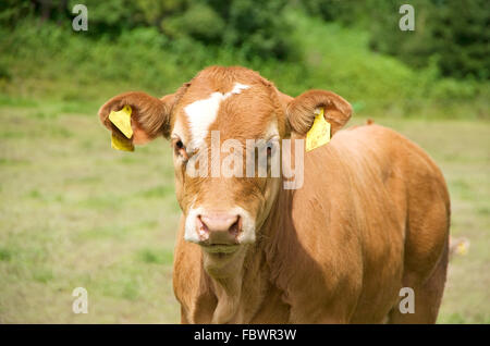 vitello della mucca Foto Stock