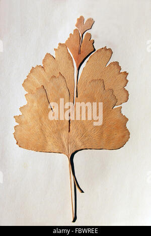 Quattro foglie di ginkgo Foto Stock