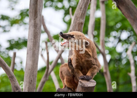 Ring-tailed coati Foto Stock