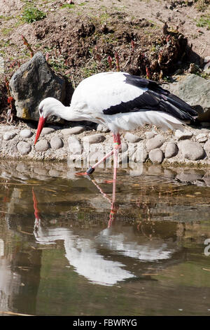 Guadare cicogna Foto Stock