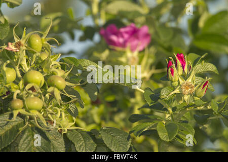 Giapponese, rose rosa rugosa Foto Stock