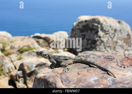 Geco su una roccia Foto Stock