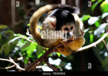 Comune (Marmoset Callithrix jacchus jacchus) Foto Stock