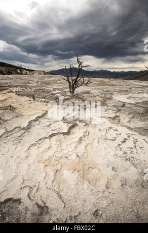 Lone albero morto su terrazzamenti a secco di roccia di travertino, sotto le nuvole scure in un paesaggio montuoso di Mammoth Hot Springs. Foto Stock