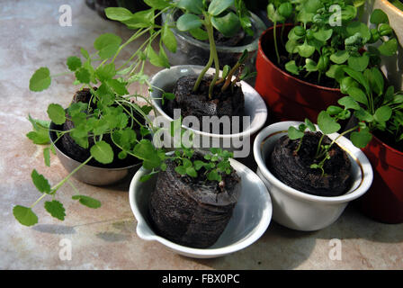 Piantine in compresse di torba in piccole coppe Foto Stock