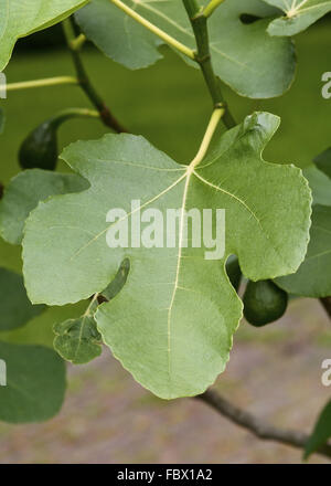 Comune Fig (Ficus carica) Foto Stock