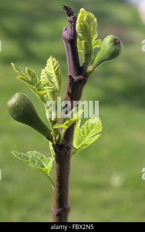 Giovane fichi Foto Stock