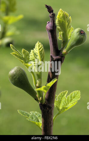 Giovane fichi Foto Stock